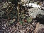 Opuntia cymochila, Larimer Co., Colorado, DJF933.13