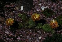 Opuntia cymochila, Larimer Co., Colorado, DJF933.13