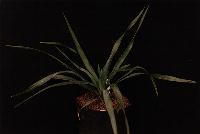#1298 Yucca recurvifolia